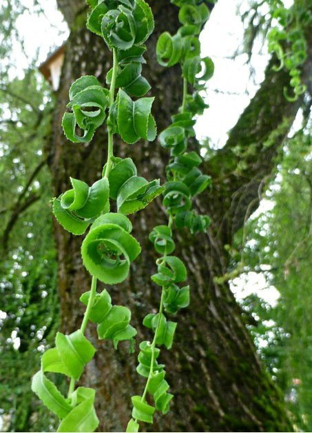 Wierzba babilońska Crispa (C2)