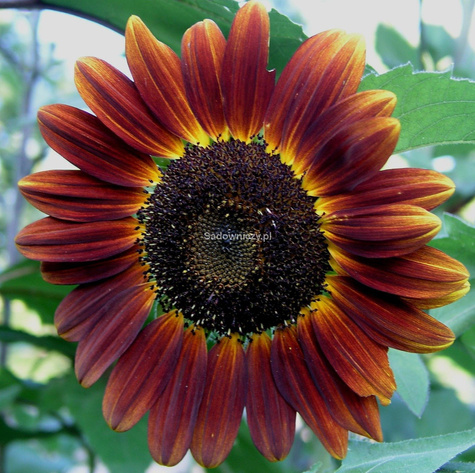 Słonecznik ozdobny Abendsonne 0,5g