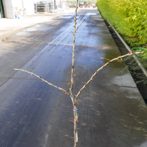 Agrest czerwony Rokula na pniu Plant Pack