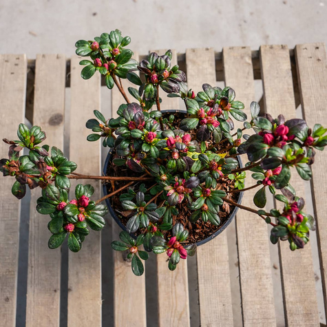 Azalia ciemno-czerwona Krwista (C2)