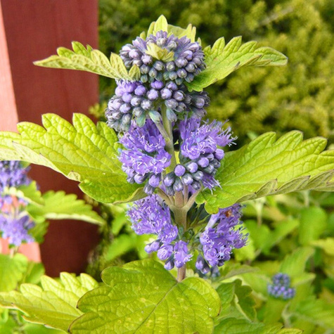 Barbula klandońska Hint of Gold (C2)