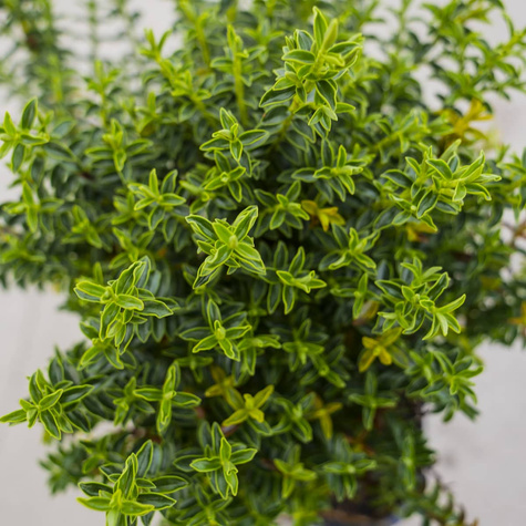 Hebe 'New Zealand' (C2)