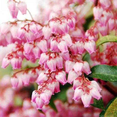 Pieris japoński Christmas Cheers (P9)