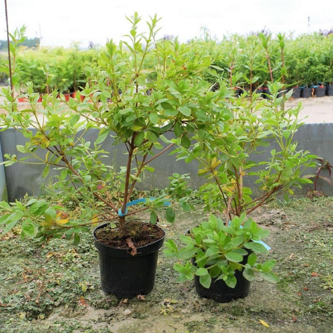 Azalia japońska Luzi