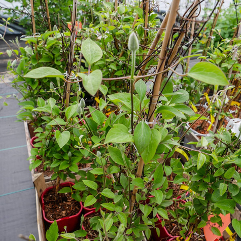 Powojnik wielkokwiatowy Perida