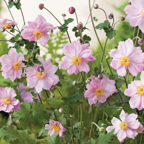 Zawilec japoński Konigin Charlotte (C2)