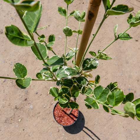 Trzmielina Fortune'a Emerald Gaiety na pniu (C2)