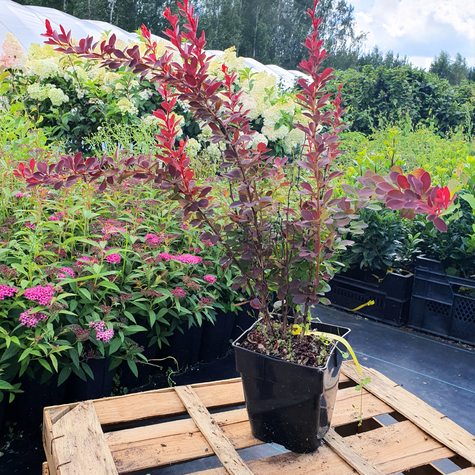 Berberys Thunberga Orange Tower (C2)