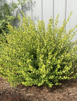 Brzoza karłowata krzaczasta Golden Treasure (C2)