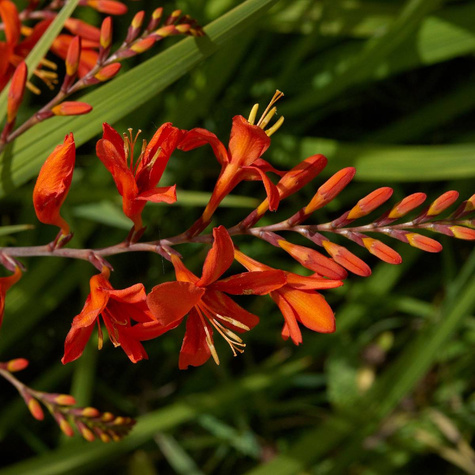 Krokosmia Cynobrówka Lucifer
