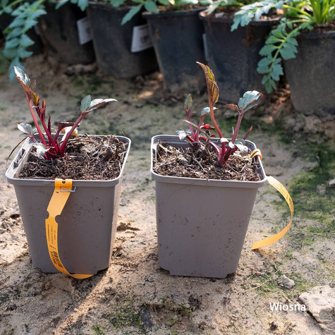 Rudbekia lśniąca (C2)