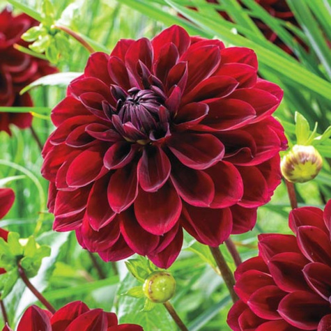 Dalia dekoracyjna Arabian Night czerwona