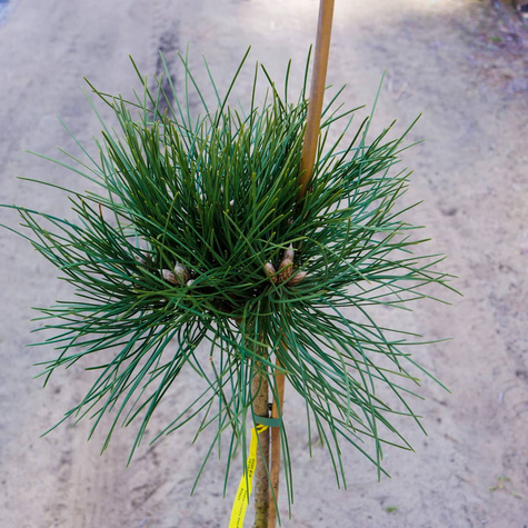 Sosna czarna Black Prince szczepiona na pniu Pa60cm