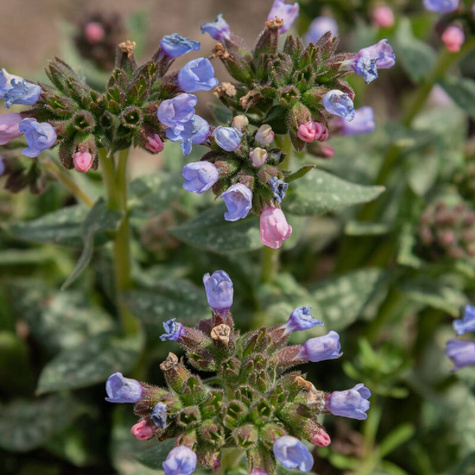 Miodunka pstra Samurai (C2)