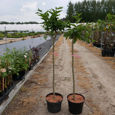 Lilak Bez na Pniu Pachnący (C2)