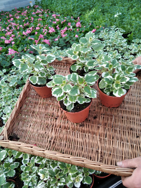 Komarzyca Komarowiec Porzelnica odstrasza mole i komary