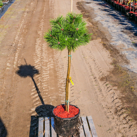 Sosna czarna Agnes Bregeon na pniu