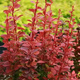 Berberys thunberga Red Rocket (P9)