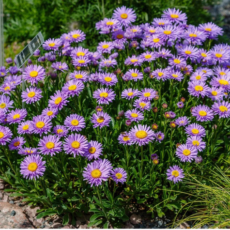 Aster Alpejski Błękitny (C2)