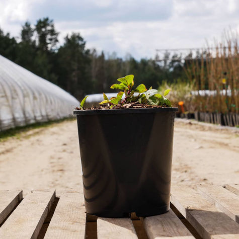 Dereń kanadyjski (C2)