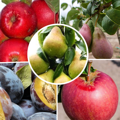 Zestaw Drzewek Owocowanie Październik Listopad Plant Pack