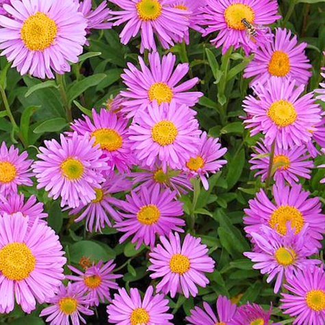 Aster Alpejski Happy End (C2)