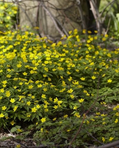 Zawilec żółty (C2)