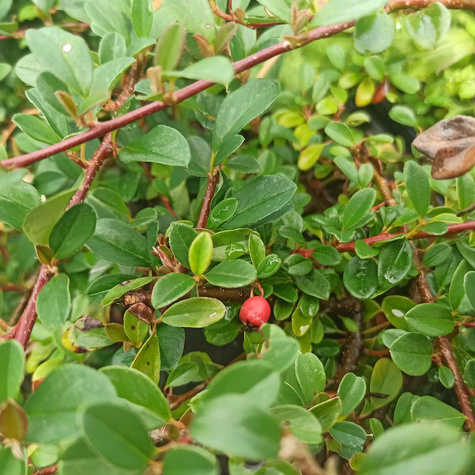 Irga Ursynów mioododajna (C2)