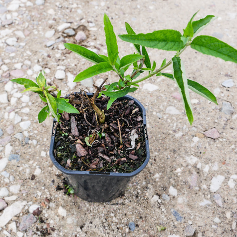 Budleja Dawida Free Petite Tutti Frutti miniaturka (C2)