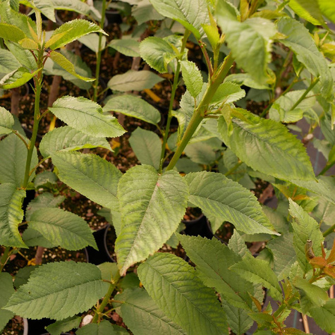 Czereśnia Narana w doniczce (C2)