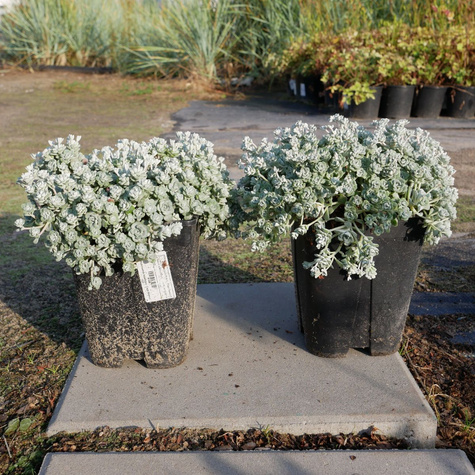 Rozchodnik łopatkowy Cape Blanco (C2)