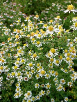 Aster wrzosolistny Golden Spray biały (C2)