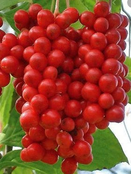 Cytryniec chiński Sadova jagody wiecznej młodości (C2)