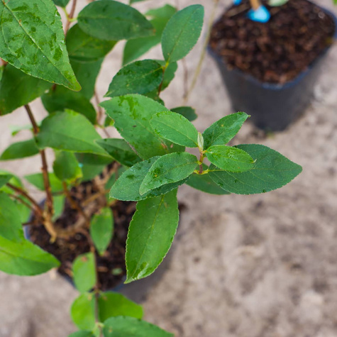 Żylistek karbowany Pride of Rochester (C2)