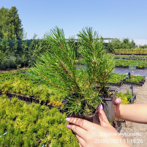 Sosna górska kosodrzewina Pumilio (C2)