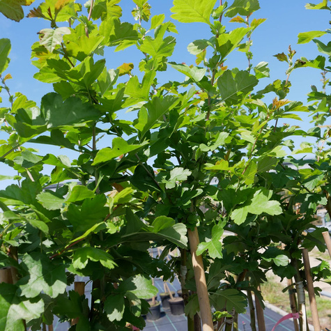 Głóg Dwuszyjkowy Paul's Scarlet Szczepiony Na Pniu