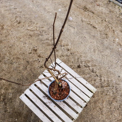 Kalina japońska Cascade (C2)