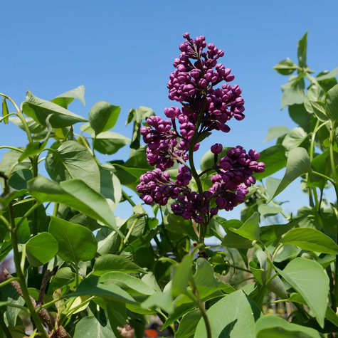 Lilak pospolity Znamya Lenina (C2)