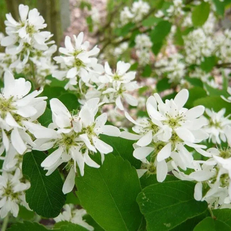 Świdośliwa olcholistna Honeywood