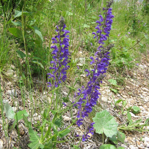 Szałwia łąkowa (C2)