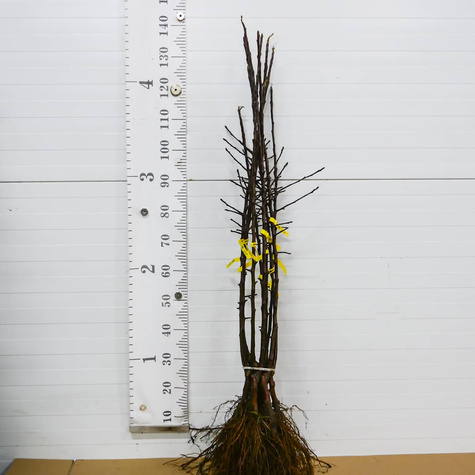 Jabłoń Dark Rubin Plant Pack