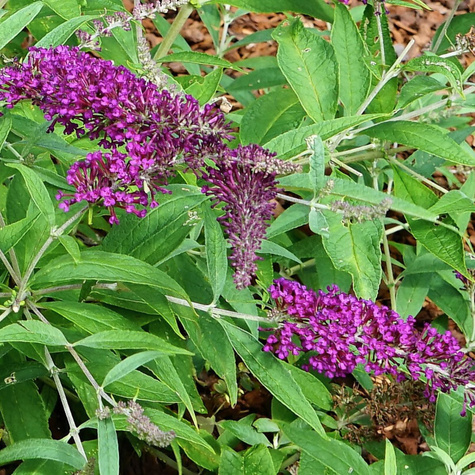Budleja Dawida Summer Bird Magenta karłowa (C2)