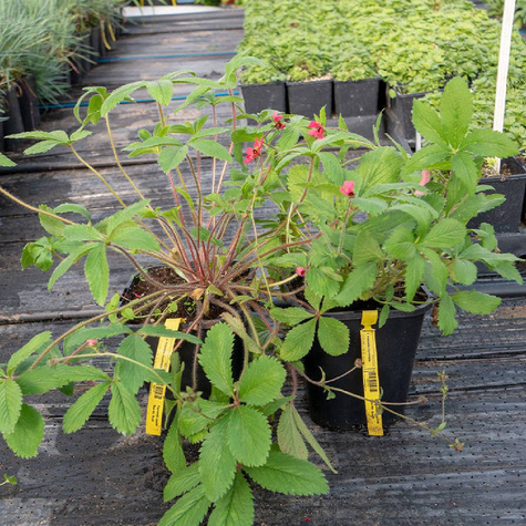 Pięciornik nepalski Ron McBeath (C2)