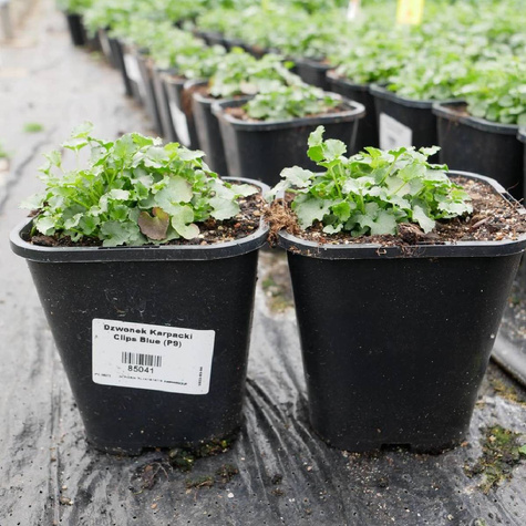 Dzwonek Karpacki Perla Blue (C2)