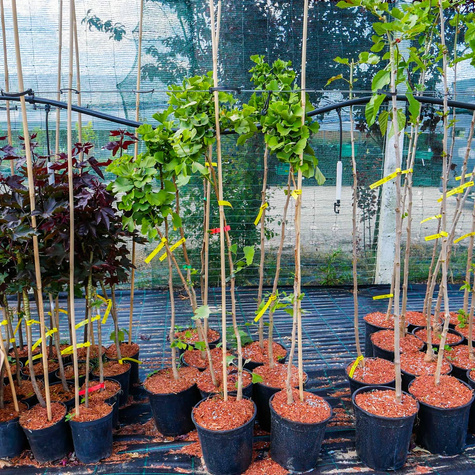 Miłorząb dwuklapowy szczepiony na pniu Pa 60 (C2)