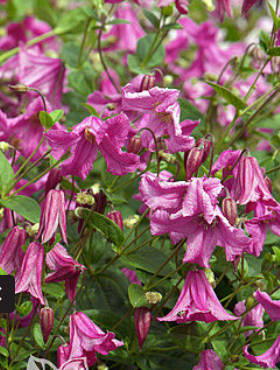 Powojnik Clematis różnolistny Heather Herschell GI