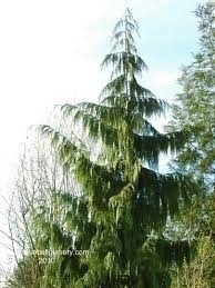 Cyprysik nutkajski 'Pendula'