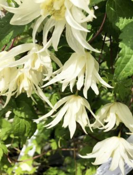 Powojnik Clematis Golden Dream (C2)
