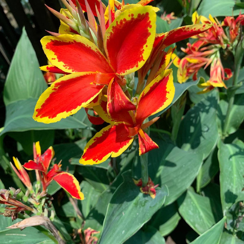 Paciorecznik Canna Kanna Lucifer czerwono-żółty