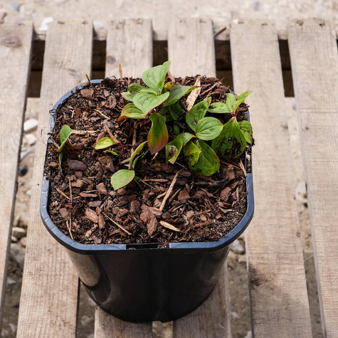 Dereń kanadyjski (C2)